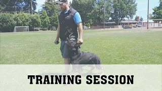 Schutzhund Obedience Training [upl. by Ititrefen]