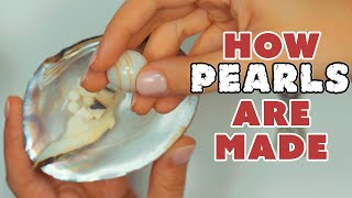 All About Pearls and How Theyre Made [upl. by Mahtal]