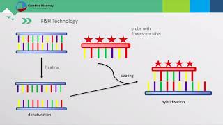 Fluorescent In Situ Hybridization FISH Assay [upl. by Myrtice]