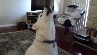 Siberian Husky Howling [upl. by Odlopoel200]