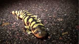 Metamorphosis Amphibian Nature Documentary [upl. by Keven355]