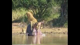 Dead hippos intestines explode and scares off a pride of lions [upl. by Jedidiah903]