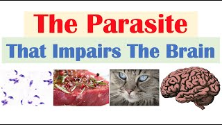 Toxoplasmosis The Parasite That Reduces Brain Functioning amp Where It Comes From [upl. by Eyllom]