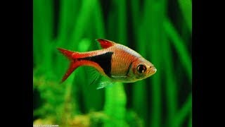 Top 20 Fish for Planted Aquariums Aquascaping [upl. by Anh768]