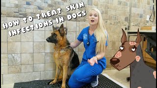 How to Treat Skin Infections in Dogs  Pyoderma [upl. by Ynohtnakram527]