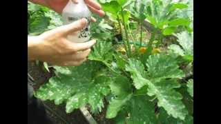 EZ How to Make a Powdery Mildew Spray  Baking Soda Fungicide [upl. by Hama993]