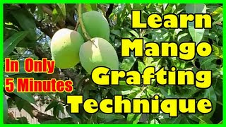 How To Graft Mango Tree Grafting Mango Trees Technique [upl. by Orsini]