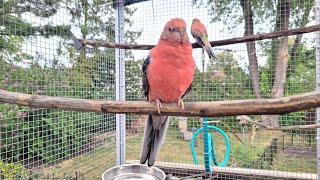 Rosey Bourke Parakeet Waves  So Adorable  shorts [upl. by Mosier317]