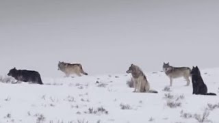 These Wolves Are Hungry for Elk  BBC Earth [upl. by Ecinehs]