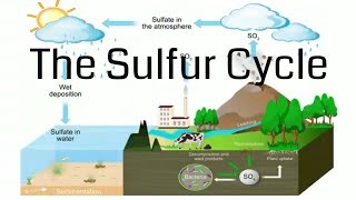 Sulfur Cycle [upl. by Ahsiet]