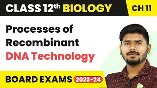 Processes of Recombinant DNA Technology  Biotechnology Principles and Processes  Class 12 Biology [upl. by Lettie]