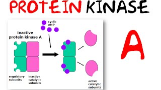 Protein kinase a [upl. by Nylaret]