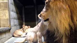 Lion Cubs Meet Dad  Cincinnati Zoo [upl. by Meehaf]