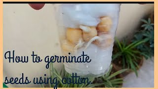 How to germinate seed using cotton balls  kids science activity [upl. by Sidoma367]