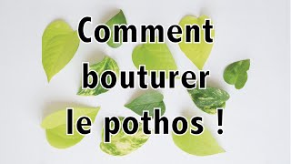 Comment bouturer le pothos   Vertbobo [upl. by Adiesirb]