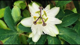 Passiflora Snow Queen how I grow this exotic looking hardy white passionflower in UK [upl. by Jacki]