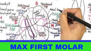 Maxillary Permanent First Molar  Tooth Morphology [upl. by Htrowslle]