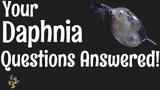 Daphnia Questions Answered [upl. by Helve]