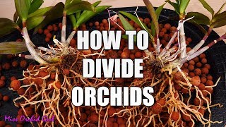 How to propagate Orchids through divisions  Simple guide for beginners [upl. by Dyrraj]