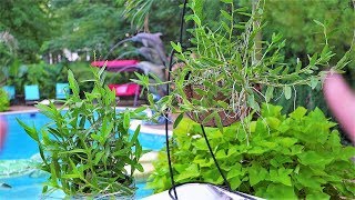 Repotting Orchids 2 Different Ways  Epidendrum Radicans Hanging Basket [upl. by Trainer]