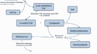 Methyl Trap of Homocysteine Cycle  Folate and B12 [upl. by Nagar]