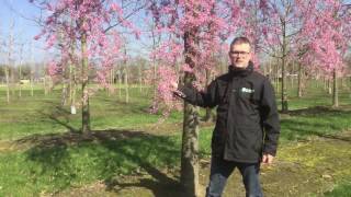 Early flowering Prunus  Tree vlog 5 [upl. by Nawud327]