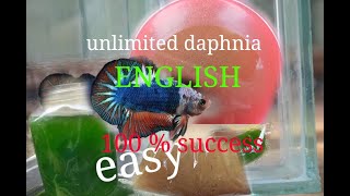 daphnia moina culture Easy way Unlimited production English  with sub Green water Chlorella [upl. by Jadwiga]