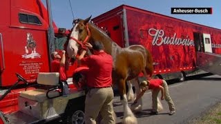 Becoming a Budweiser Clydesdale [upl. by Nnaillij685]