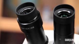 Stereo Microscopes Tips and Tricks [upl. by Sugden]