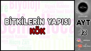 17 Bitkilerin Yapısı  Kök [upl. by Leonanie840]