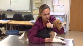 Restraining a dog in sternal recumbency [upl. by Cross]