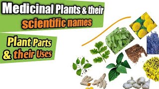 Medicinal plants and their uses  Scientific names of medicinal herbs amp parts used Health benefits [upl. by Joachima125]