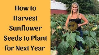 Sunflower Seeds Harvesting For Planting [upl. by Luckin]