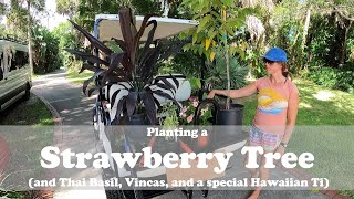 Planting a Strawberry Tree in Florida plus Thai Basil Vincas amp Ti [upl. by Eirrehs]