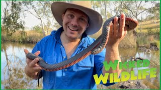 10 Things You Didnt Know About The Red Bellied Black Snake [upl. by Irrek6]