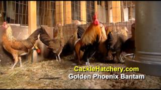 Golden Phoenix Bantam Chicken Breed Breeder Flock  Cackle Hatchery [upl. by Bertasi]