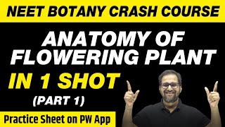 Anatomy of Flowering Plants in 1 Shot Part 1  All Theory Tricks amp PYQs  Class 11  NEET [upl. by Nihcas]