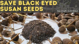 How To Save amp Collect Black Eyed Susan Seeds [upl. by Doralia]