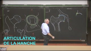 Anatomie de larticulation de la hanche Membre inférieur 1 [upl. by Kehsihba77]