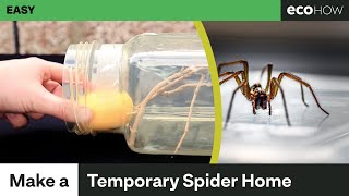 How to make a temporary spider enclosure [upl. by Nrubliw]