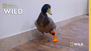 A Duck Gets a Prosthetic Leg  Wizard of Paws [upl. by Navanod]