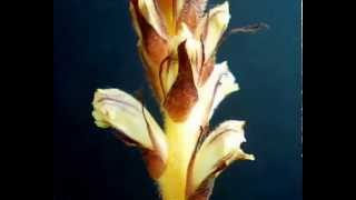 Orobanche esulae time lapse [upl. by Salbu]