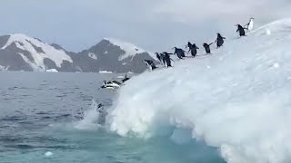 Clumsy Penguins Dive Off Iceberg Into Atlantic Ocean [upl. by Hiroko977]