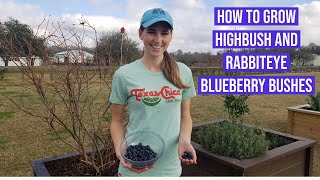 How to Grow Highbush amp Rabbiteye Blueberry Bushes [upl. by Spiro87]