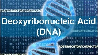 Deoxyribonucleic Acid DNA [upl. by Deery]