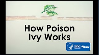 How Poison Ivy Works [upl. by Nylloc517]