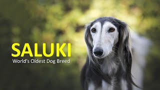 Saluki – Dog Breed Information About Worlds Oldest Dog Breed [upl. by Hemphill]