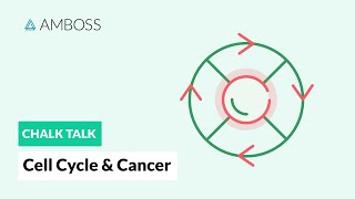 Cell Cycle and Cancer Phases Hallmarks and Development [upl. by Eiruam186]