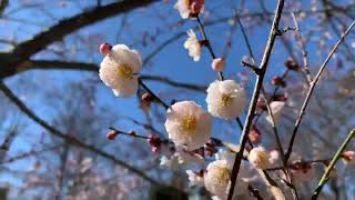 Plant Profile Japanese Apricot Prunus mume [upl. by Arnie717]