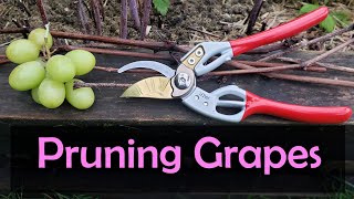 How To Prune Grape Vines  Easy Cane Method [upl. by Savvas]